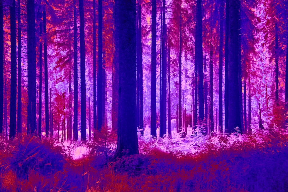 Friendship in Fiddlewood Forest