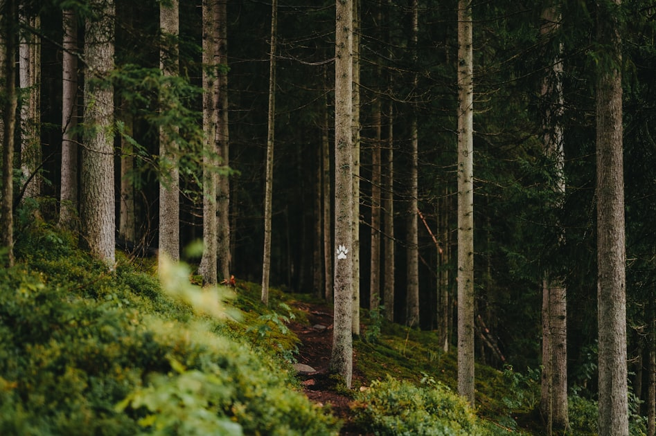 Mysteries of Fiddlewood Forest