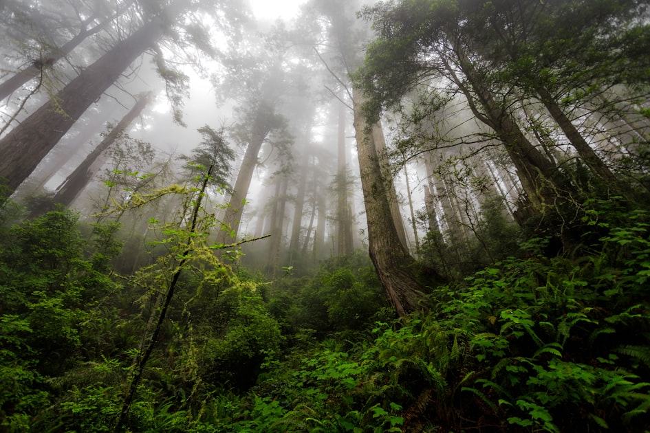 Exploring Fiddlewood Forest